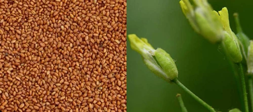 Camelina - 250gr