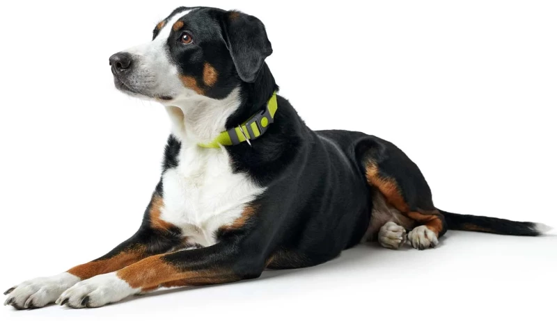 Περιλαίμιο Σκύλου Hunter Collar London Vario Basic M 1,5x30-46cm Lime