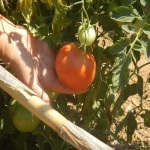 Τομάτα (Ροζέ Κρήτης)