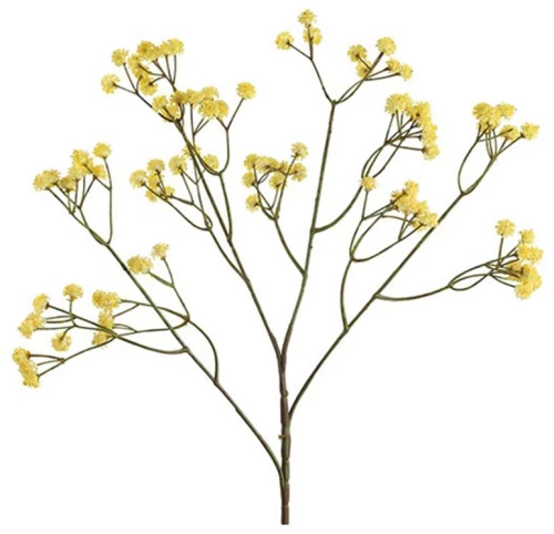 Gypsophilia κίτρινη 61εκ.