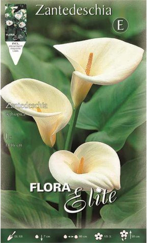 Κάλλα "Aethiopica"