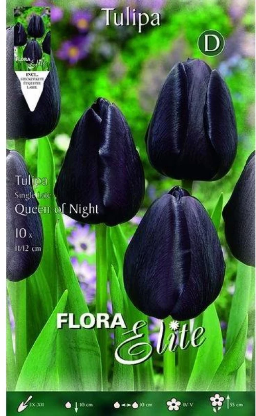 Τουλίπα "Queen of Night"