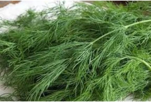 Άνιθος Tetra | 500gr