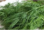 Άνιθος Tetra | 500gr