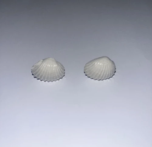 Σκουλαρίκια Αχιβάδες - Λευκό