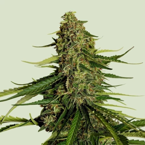 Royal Queen Seed Gaia F1 Auto
