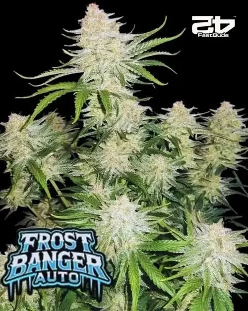 Fast Buds FrostBanger Auto