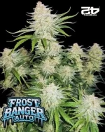 Fast Buds FrostBanger Auto