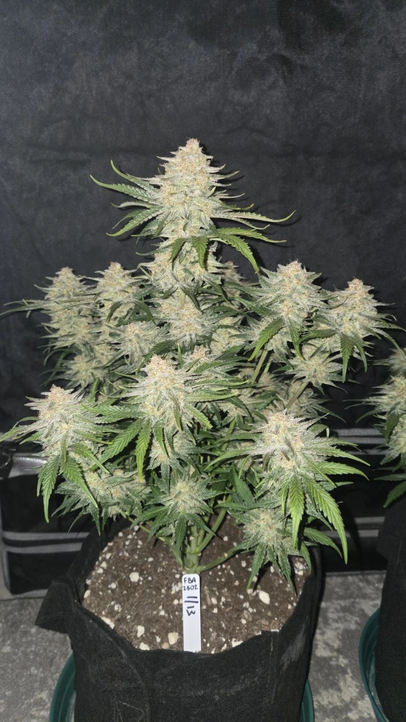Fast Buds FrostBanger Auto