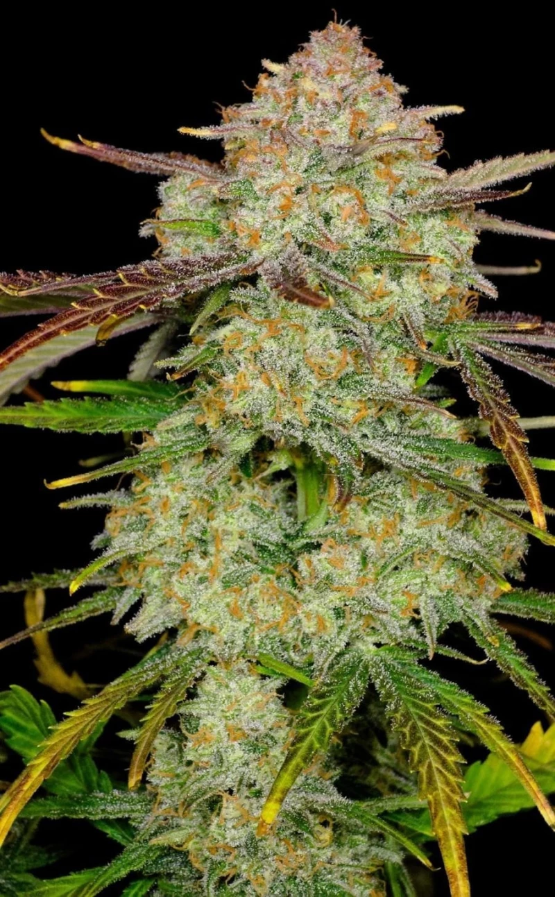 Fast Buds FrostBanger Auto