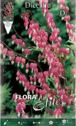 Ντισέντρα "Spectabillis Pink"
