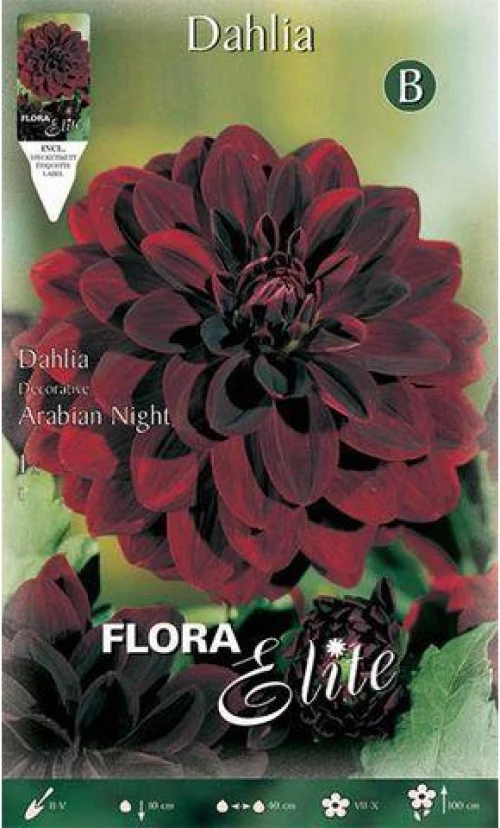 Ντάλια  "Arabian night"