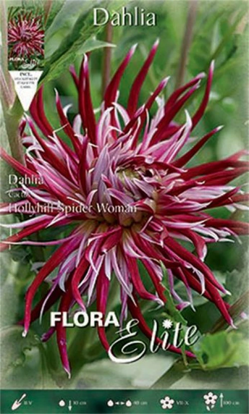 Ντάλια "Hollyhill Spider Woman"