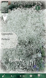 Γυψοφίλη "Perfecta"