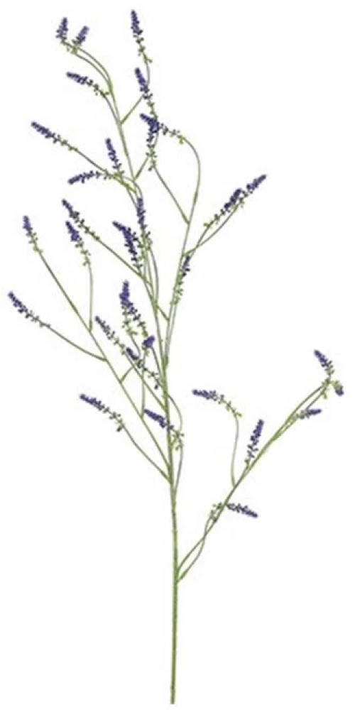 Melilotus κλαδί μωβ 115εκ.
