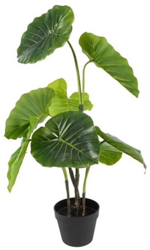 Αλοκάσια σε κασπώ 66x90εκ.