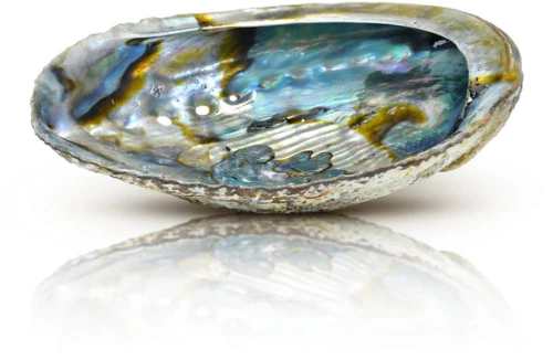 Kέλυφος Καυστήρας Θυμιάματος Φυσικό Κοχύλι Abalone Smudging Shell ±14cm