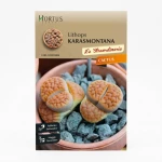 Κάκτος Lithops Karasmontana