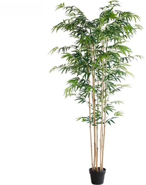 BAMBOO  NP0070_210 ΥΨΟΣ 210cm |