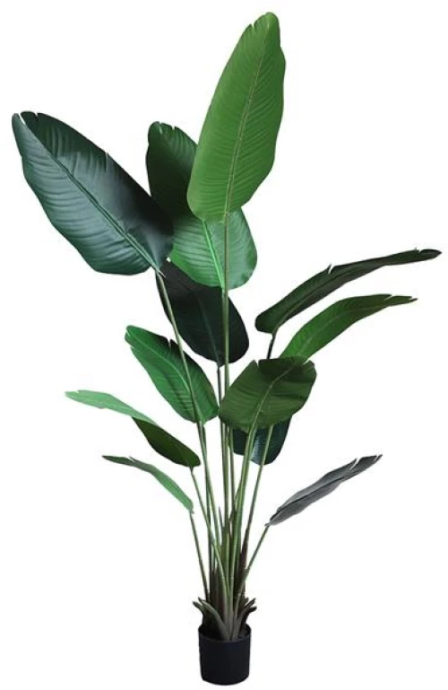 BANANA TREE NP1412_180  ΥΨΟΣ 180cm |