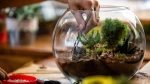 Εργαστήριο Δημιουργίας Terrarium - Φτιάξε τον Δικό σου Μικρόκοσμο