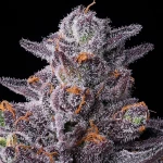 Barneys Farm Zillions