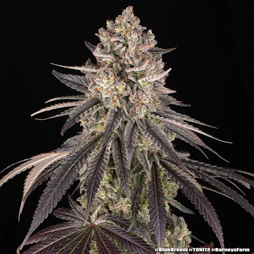 Barney’s Farm Blue Dream