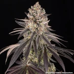 Barney’s Farm Blue Dream