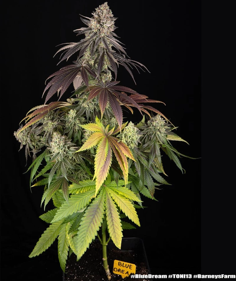 Barney’s Farm Blue Dream