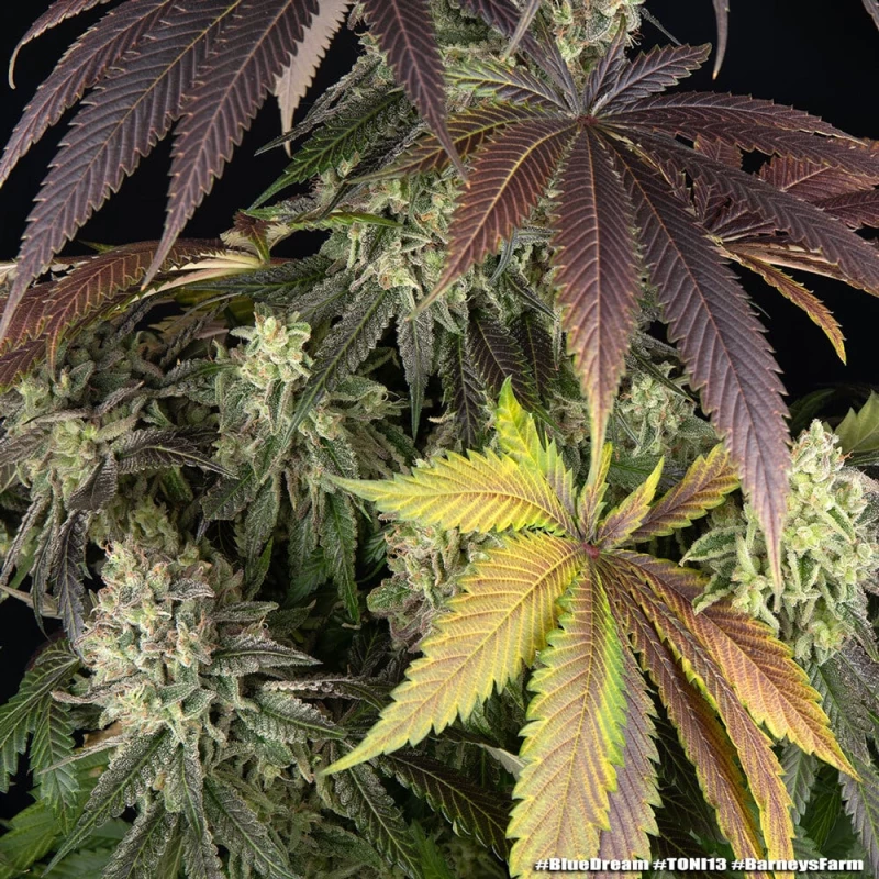 Barney’s Farm Blue Dream
