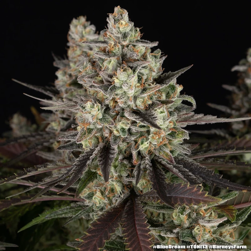 Barney’s Farm Blue Dream
