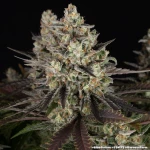 Barney’s Farm Blue Dream